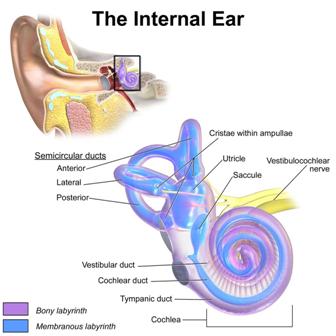 Diagram: The inner ear. 